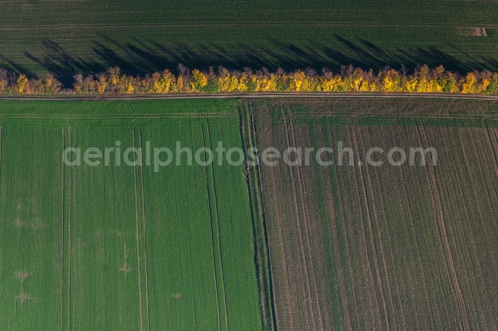 Michelau im Steigerwald from above - Autumnal view of discolored vegetation Row of trees on a field in Michelau im Steigerwald in the state Bavaria, Germany