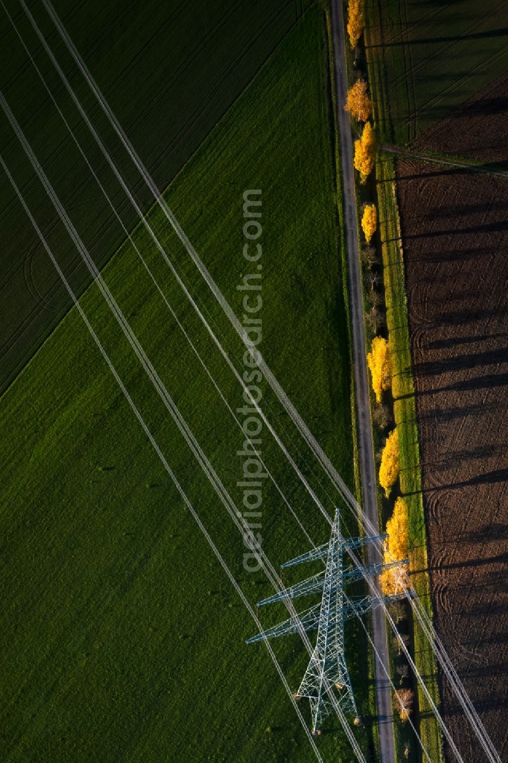 Aerial photograph Greuth - Autumnal discolored vegetation view Row of trees under high voltage line on a field in Greuth in the state Bavaria, Germany