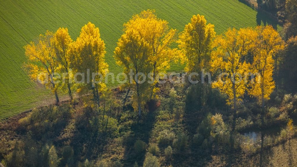 Aerial image Hamm - Autumnal discolored vegetation view Row of trees in a field edge in Hamm in the state North Rhine-Westphalia, Germany