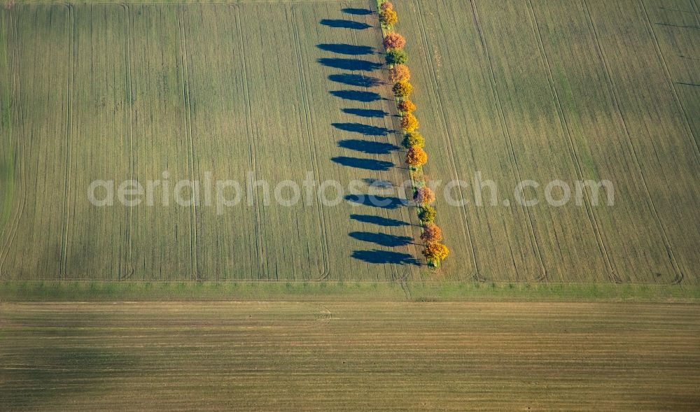 Dortmund from above - Autumnal discolored vegetation view row of trees in a field edge in the district Brackeler Feld in Dortmund in the state North Rhine-Westphalia, Germany