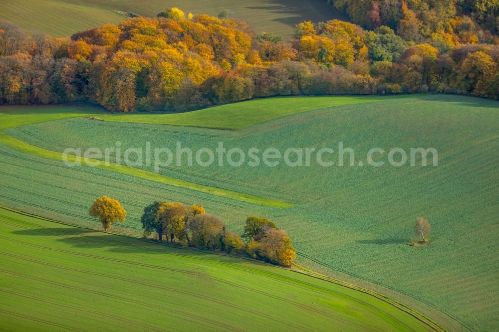 Aerial image Velbert - Autumnal discolored vegetation view Row of trees in a field edge in Velbert in the state North Rhine-Westphalia, Germany