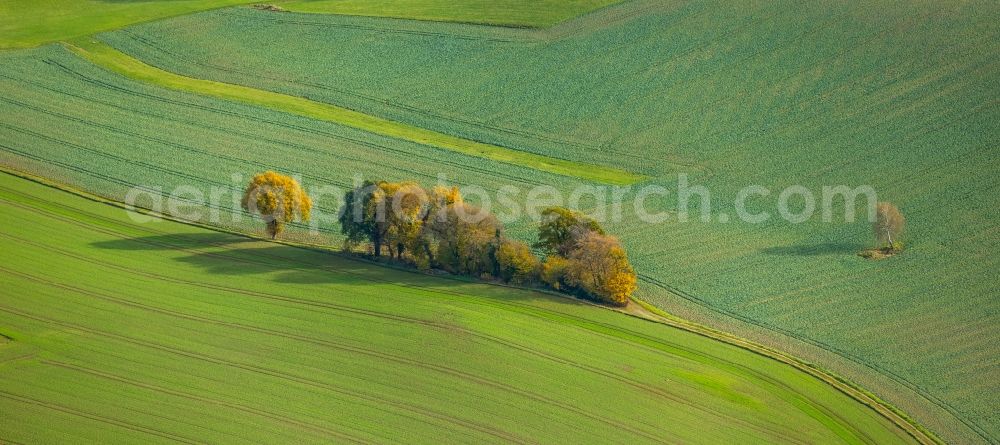 Aerial photograph Velbert - Autumnal discolored vegetation view Row of trees in a field edge in Velbert in the state North Rhine-Westphalia, Germany