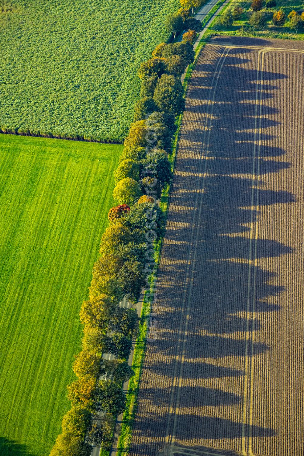 Xanten from above - Autumnal discolored vegetation view row of trees in a field edge on street Bankscher Weg in Xanten in the state North Rhine-Westphalia, Germany