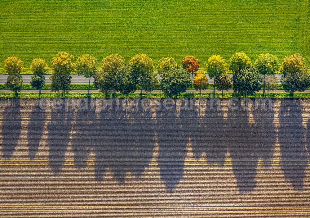 Xanten from the bird's eye view: Autumnal discolored vegetation view row of trees in a field edge on street Bankscher Weg in Xanten in the state North Rhine-Westphalia, Germany