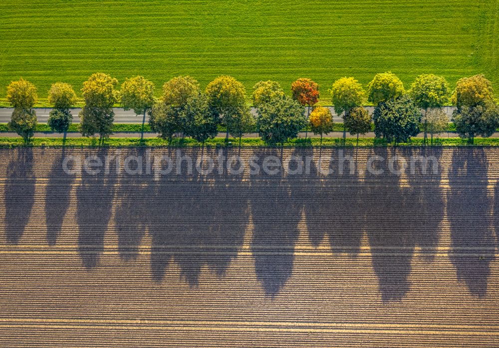 Aerial image Xanten - Autumnal discolored vegetation view row of trees in a field edge on street Bankscher Weg in Xanten in the state North Rhine-Westphalia, Germany