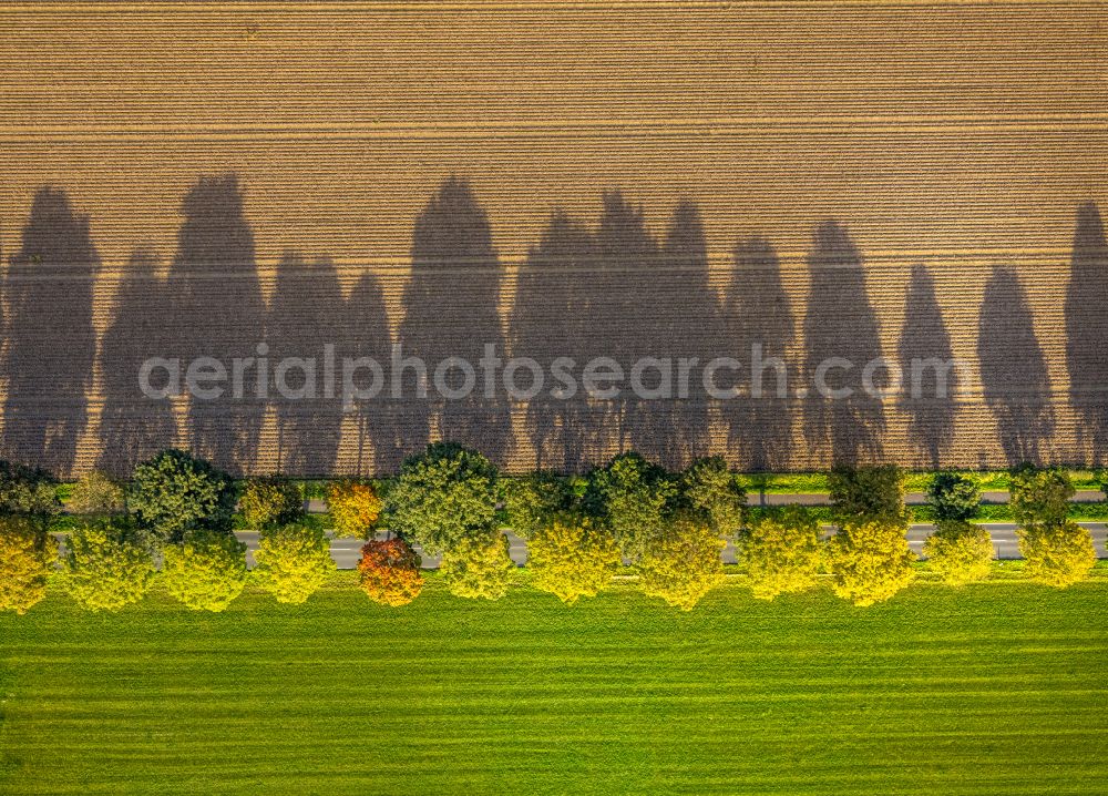 Aerial photograph Xanten - Autumnal discolored vegetation view row of trees in a field edge on street Bankscher Weg in Xanten in the state North Rhine-Westphalia, Germany