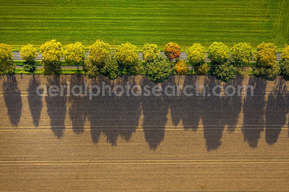 Xanten from above - Autumnal discolored vegetation view row of trees in a field edge on street Bankscher Weg in Xanten in the state North Rhine-Westphalia, Germany