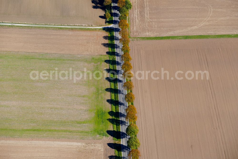 Rosdorf from the bird's eye view: Autumnal discolored vegetation view row of trees on a country road on a field edge in Rosdorf in the state Lower Saxony, Germany