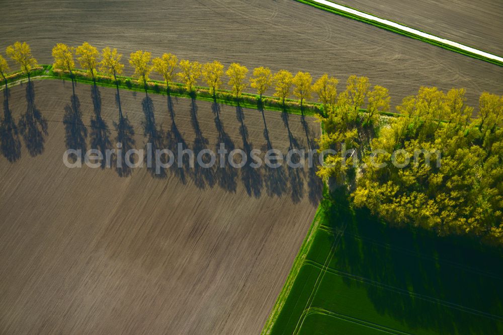 Wiesenbronn from the bird's eye view: Autumnal discolored vegetation view row of trees on a country road on a field edge in Wiesenbronn in the state Bavaria, Germany