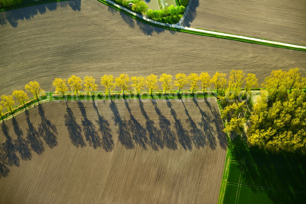 Aerial image Wiesenbronn - Autumnal discolored vegetation view row of trees on a country road on a field edge in Wiesenbronn in the state Bavaria, Germany