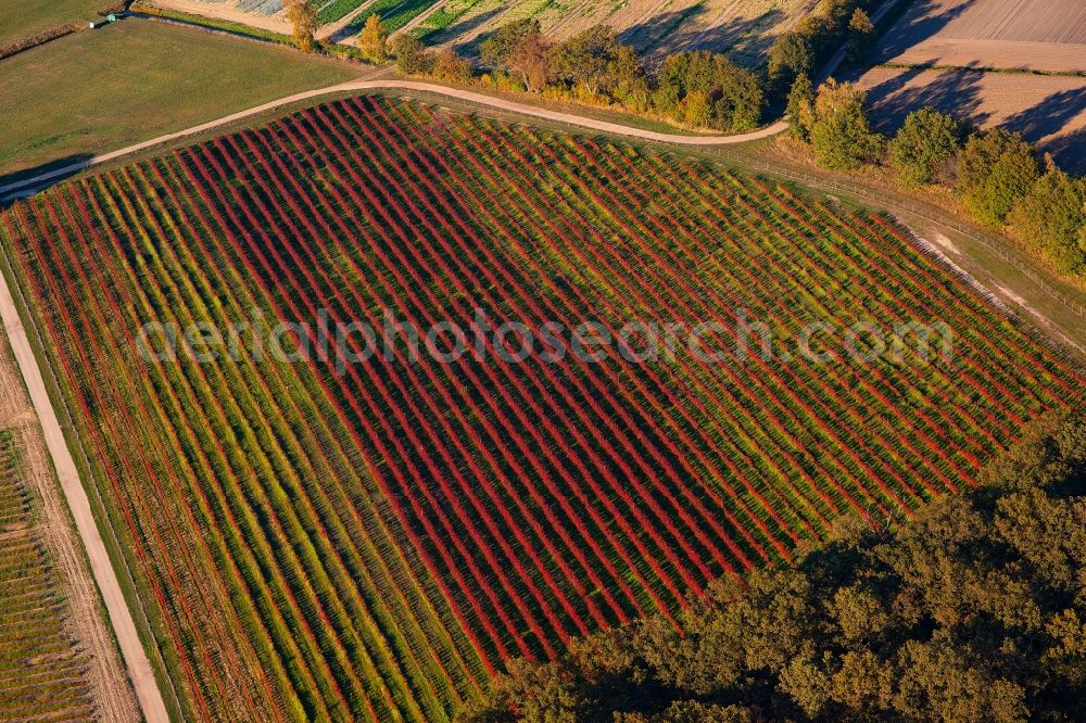 Aerial image Ketzin - Autumnal discolored vegetation view row of trees on fields in Ketzin in the state Brandenburg, Germany