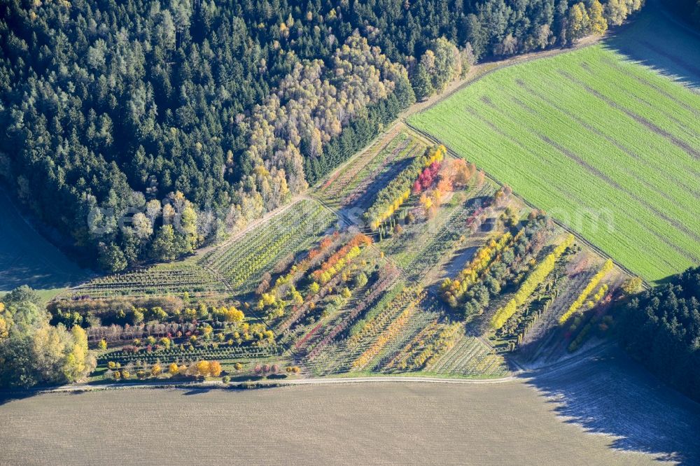 Kirchendemenreuth from the bird's eye view: Autumnal discolored vegetation view row of trees on fields of Garten Punzmann GmbH in the district Menzlhof in Kirchendemenreuth in the state Bavaria, Germany