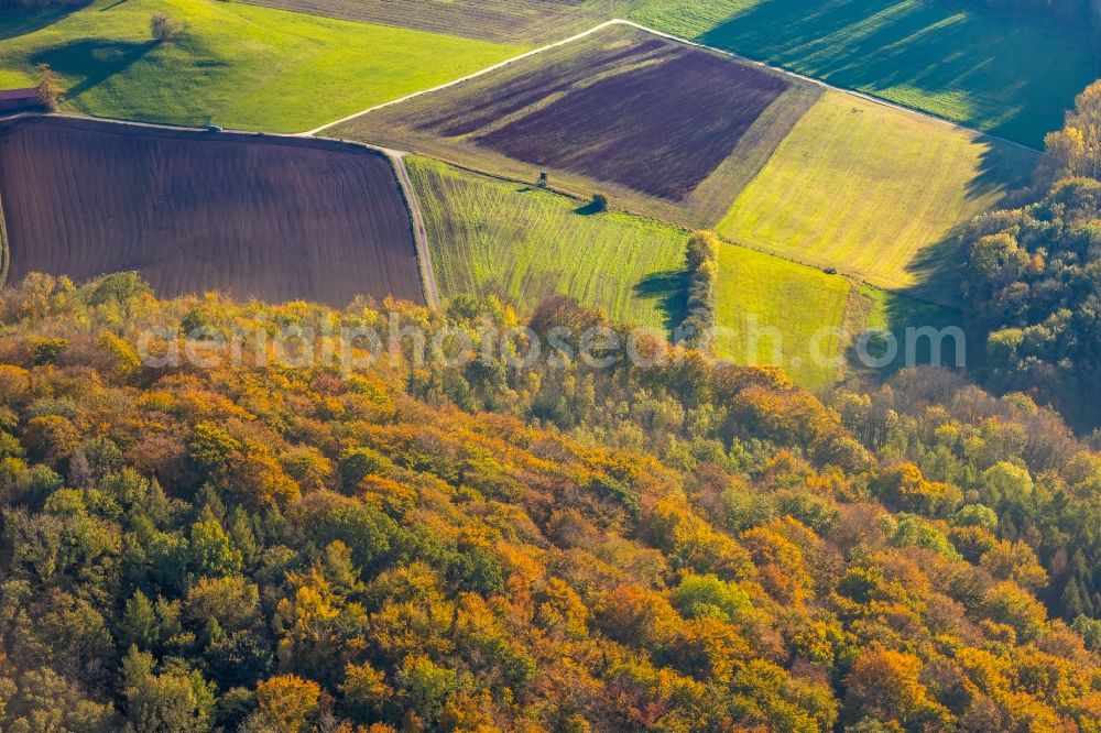 Arnsberg from the bird's eye view: Autumnal discolored vegetation view treetops in a wooded area in Arnsberg in the state North Rhine-Westphalia, Germany