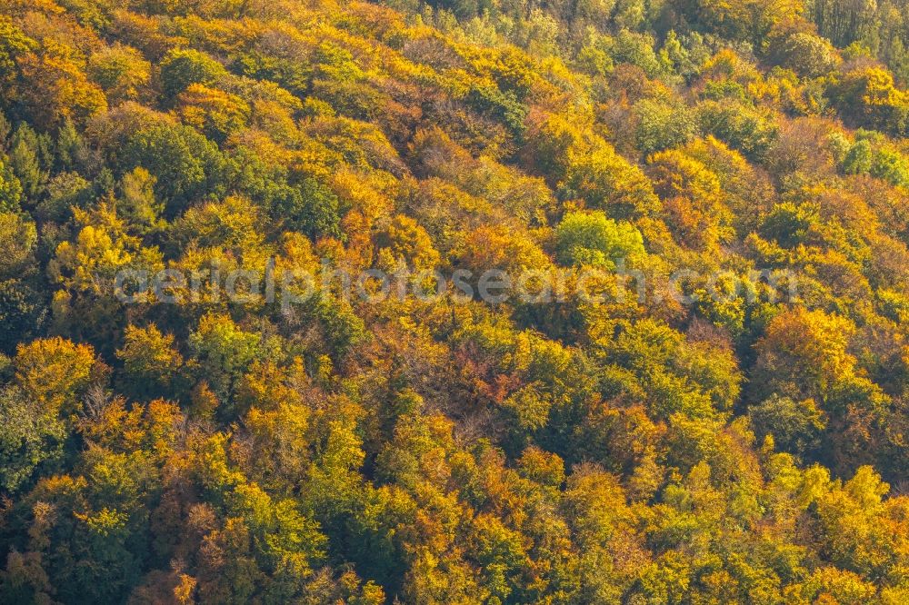 Aerial image Arnsberg - Autumnal discolored vegetation view treetops in a wooded area in Arnsberg in the state North Rhine-Westphalia, Germany