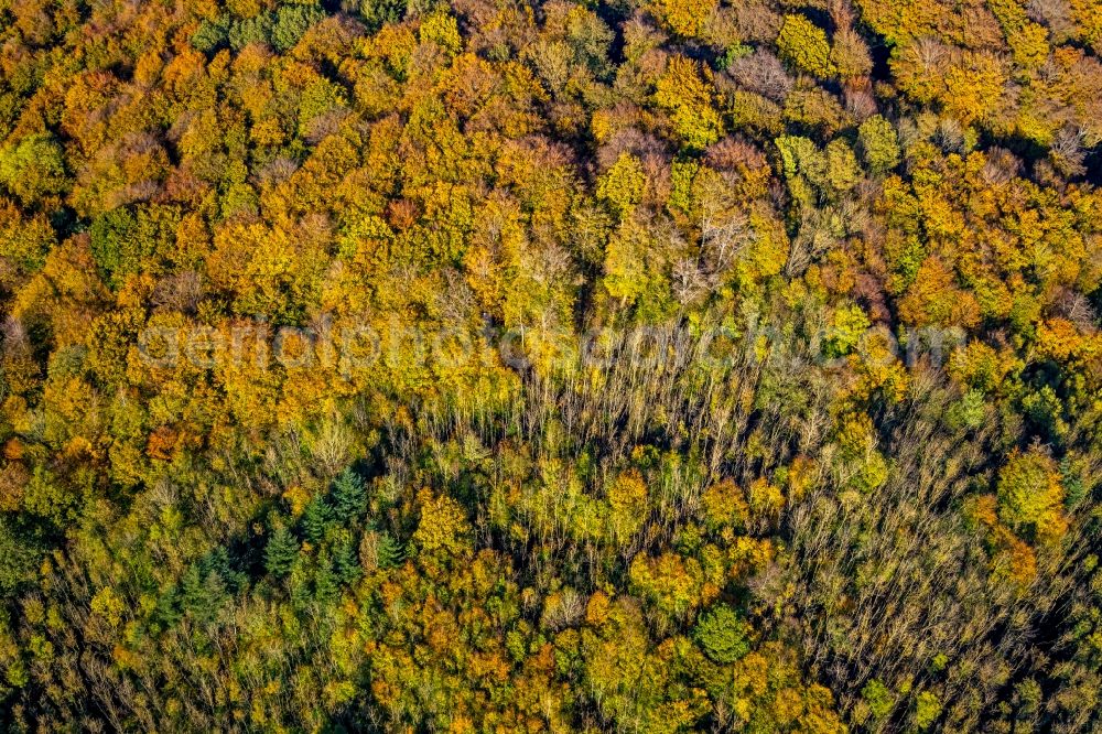 Arnsberg from above - Autumnal discolored vegetation view treetops in a wooded area in Arnsberg in the state North Rhine-Westphalia, Germany