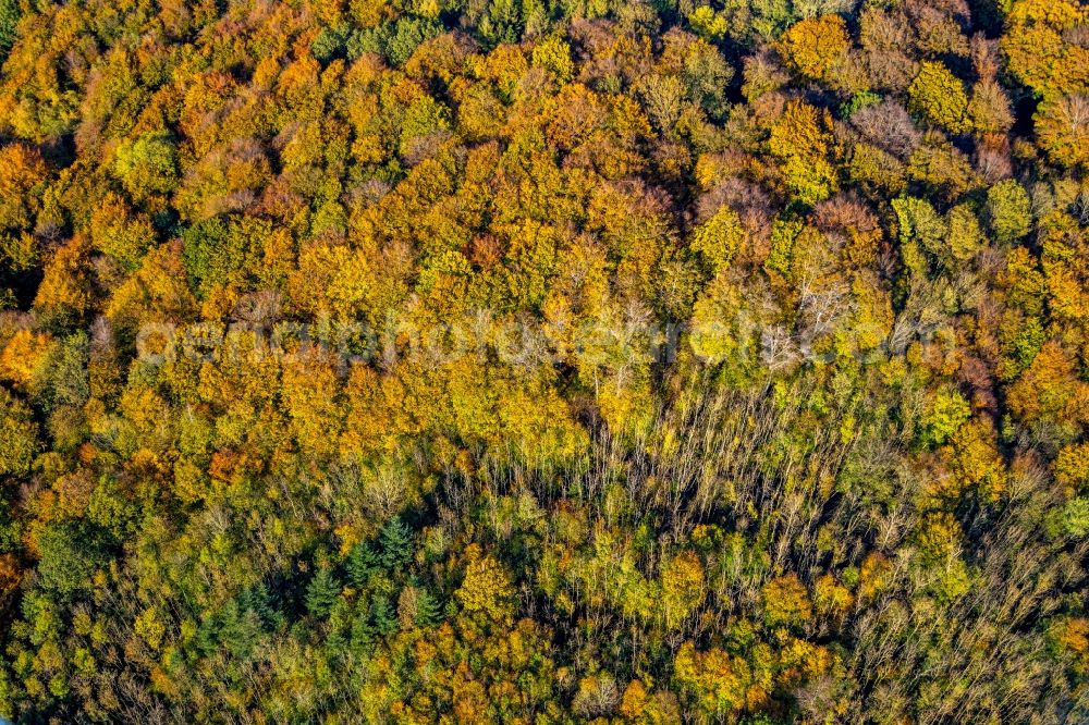 Arnsberg from the bird's eye view: Autumnal discolored vegetation view treetops in a wooded area in Arnsberg in the state North Rhine-Westphalia, Germany