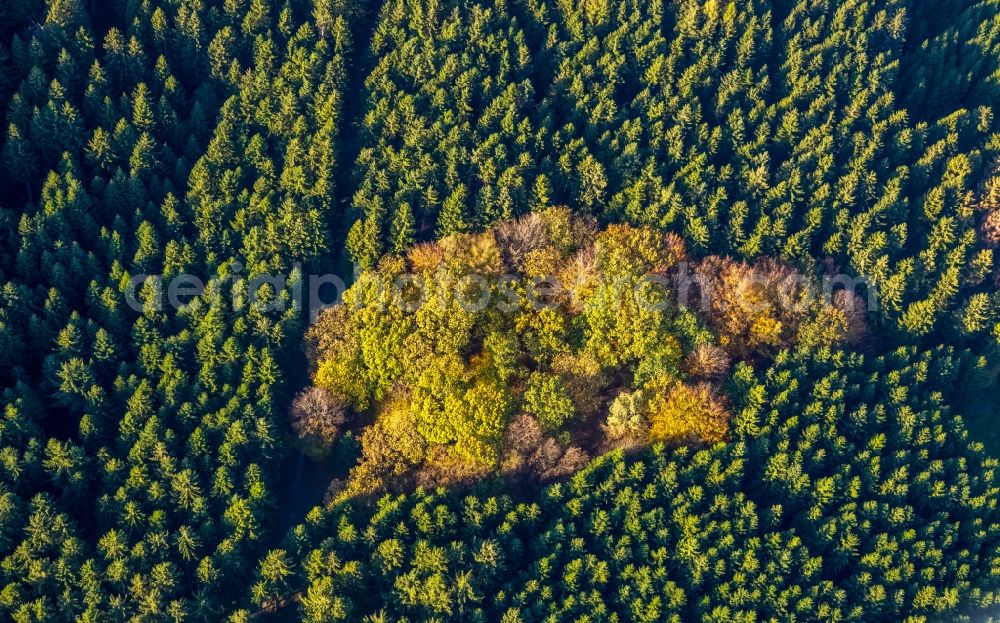Aerial image Meschede - Autumnal discolored vegetation view tree tops in a deciduous forest - forest area in the urban area in Meschede in the state North Rhine-Westphalia, Germany