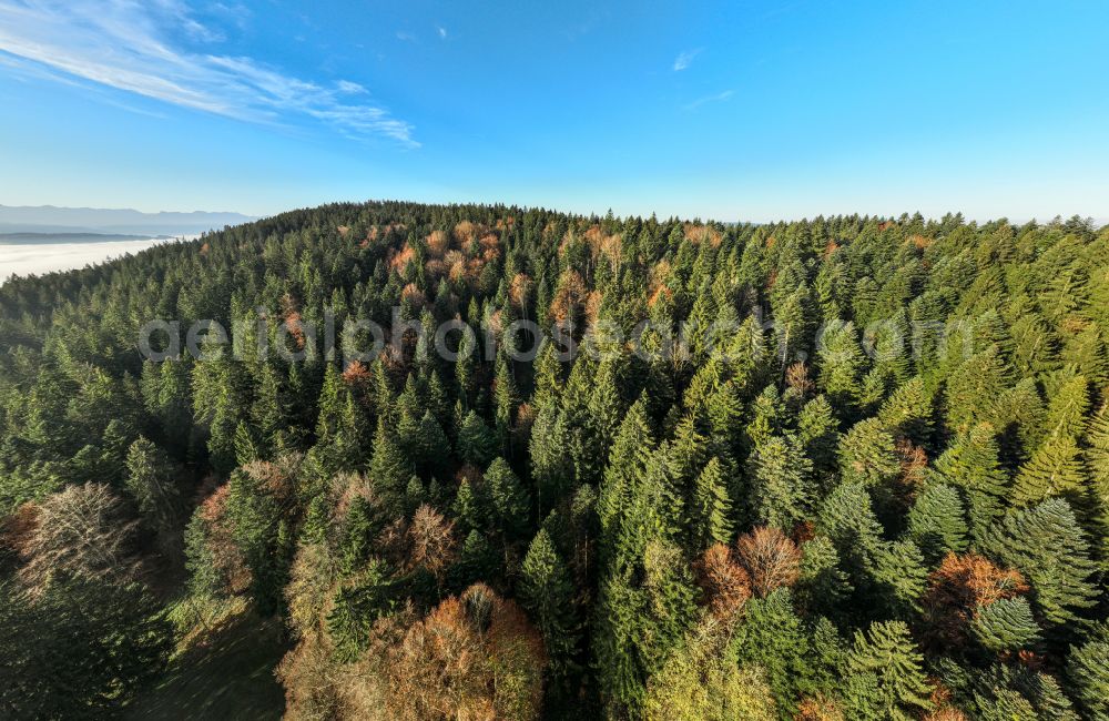 Aerial photograph Sulzberg - Autumnal colored vegetation view treetops in a forest area in Sulzberg in the Bregenzer Wald in Vorarlberg, Austria