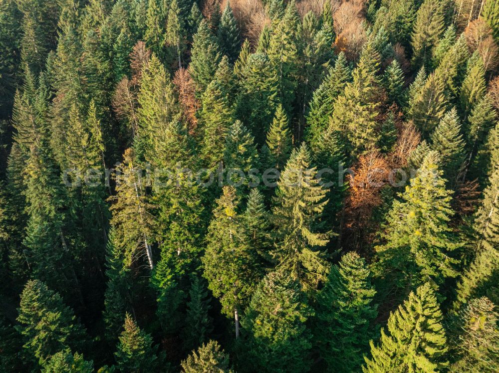 Aerial image Sulzberg - Autumnal colored vegetation view treetops in a forest area in Sulzberg in the Bregenzer Wald in Vorarlberg, Austria