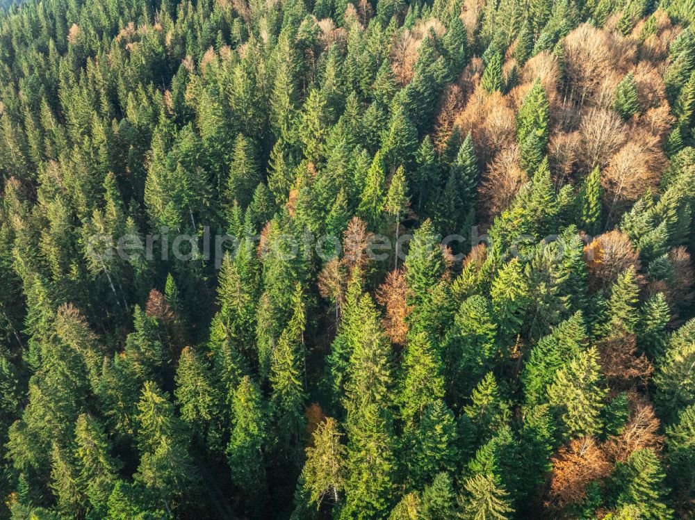 Aerial photograph Sulzberg - Autumnal colored vegetation view treetops in a forest area in Sulzberg in the Bregenzer Wald in Vorarlberg, Austria