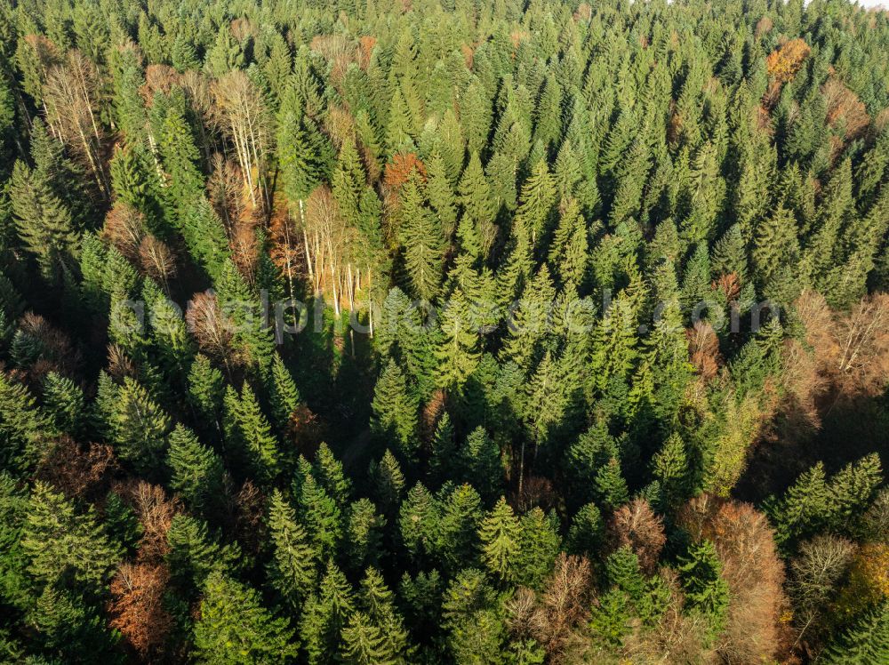 Sulzberg from the bird's eye view: Autumnal colored vegetation view treetops in a forest area in Sulzberg in the Bregenzer Wald in Vorarlberg, Austria