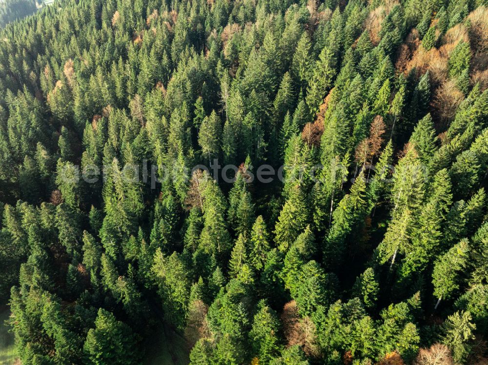 Aerial photograph Sulzberg - Autumnal colored vegetation view treetops in a forest area in Sulzberg in the Bregenzer Wald in Vorarlberg, Austria