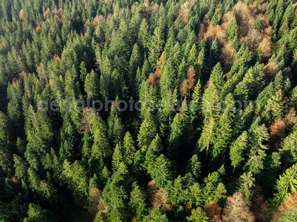 Sulzberg from above - Autumnal colored vegetation view treetops in a forest area in Sulzberg in the Bregenzer Wald in Vorarlberg, Austria