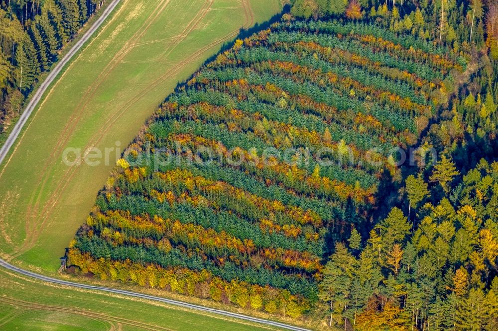 Aerial image Meschede - Autumnal discolored vegetation view treetops in a forest area in Meschede in the state North Rhine-Westphalia, Germany