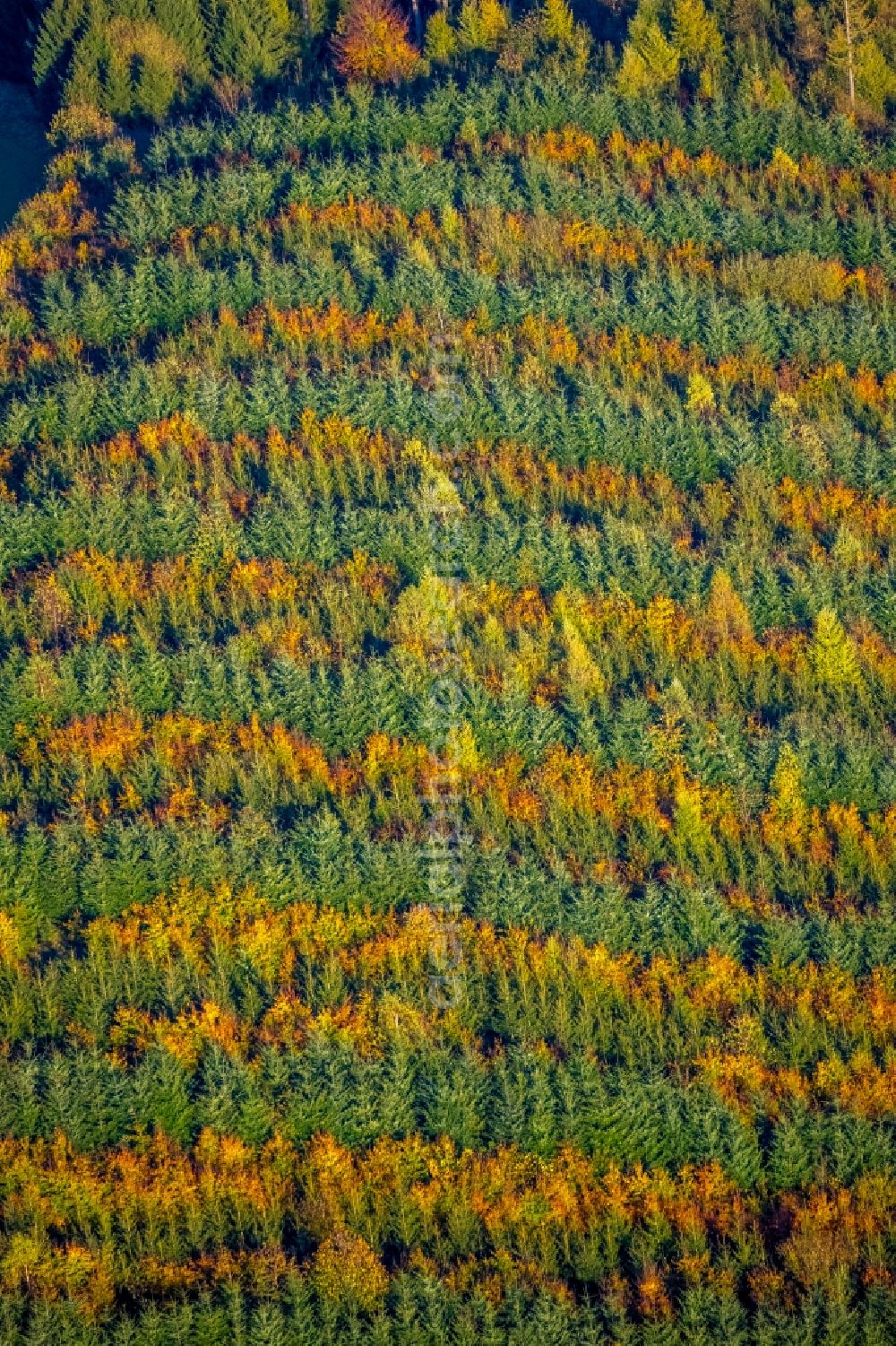 Meschede from above - Autumnal discolored vegetation view treetops in a forest area in Meschede in the state North Rhine-Westphalia, Germany