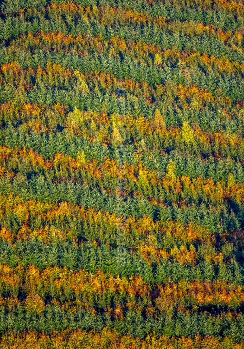 Meschede from the bird's eye view: Autumnal discolored vegetation view treetops in a forest area in Meschede in the state North Rhine-Westphalia, Germany