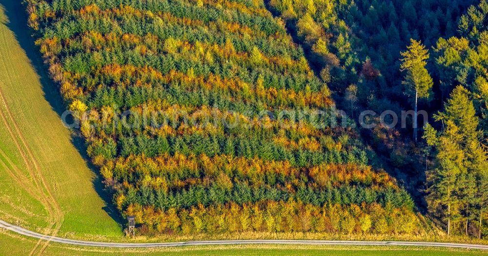 Aerial image Meschede - Autumnal discolored vegetation view treetops in a forest area in Meschede in the state North Rhine-Westphalia, Germany