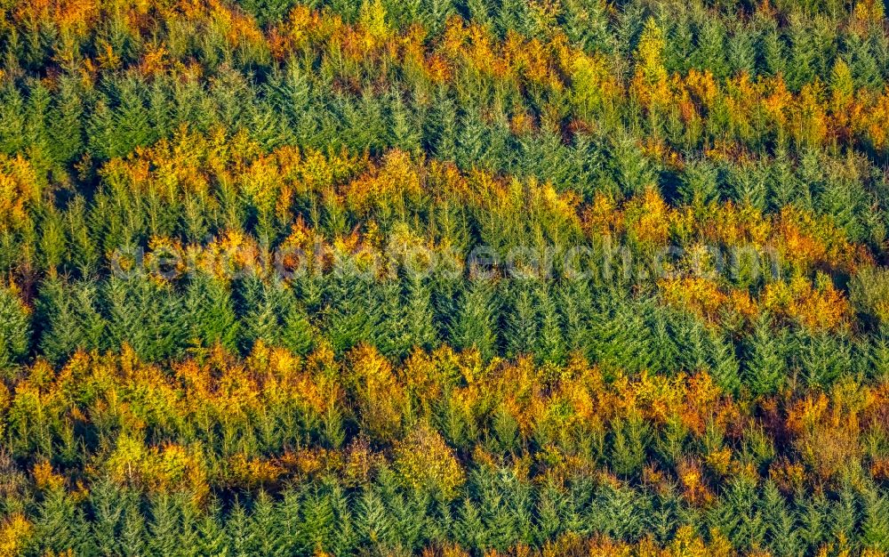 Aerial photograph Meschede - Autumnal discolored vegetation view treetops in a forest area in Meschede in the state North Rhine-Westphalia, Germany