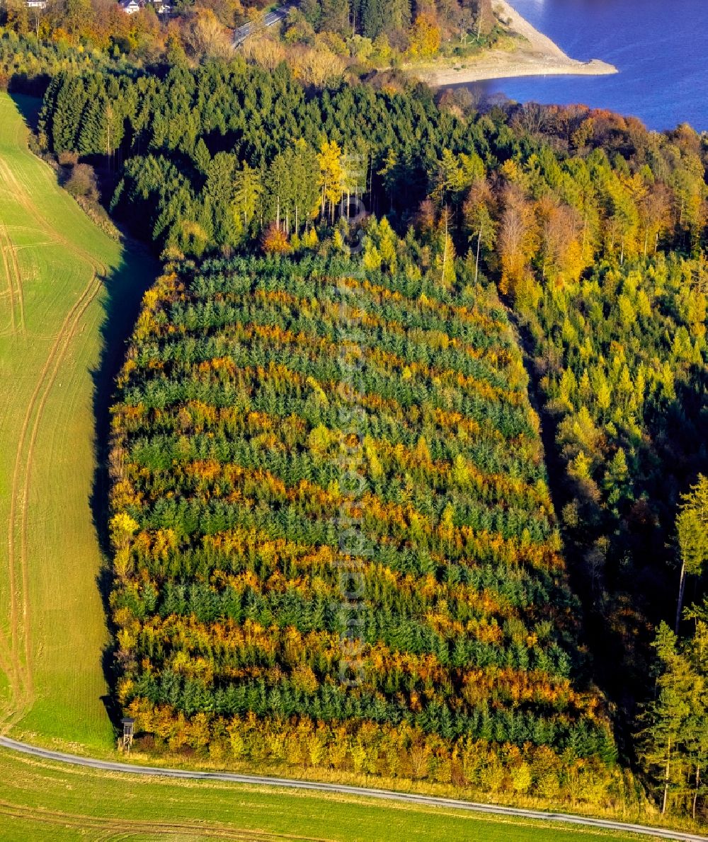 Meschede from above - Autumnal discolored vegetation view treetops in a forest area in Meschede in the state North Rhine-Westphalia, Germany