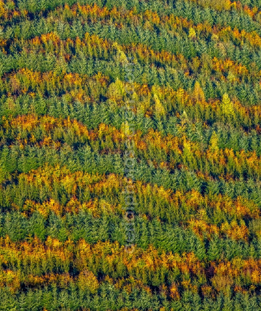 Meschede from the bird's eye view: Autumnal discolored vegetation view treetops in a forest area in Meschede in the state North Rhine-Westphalia, Germany