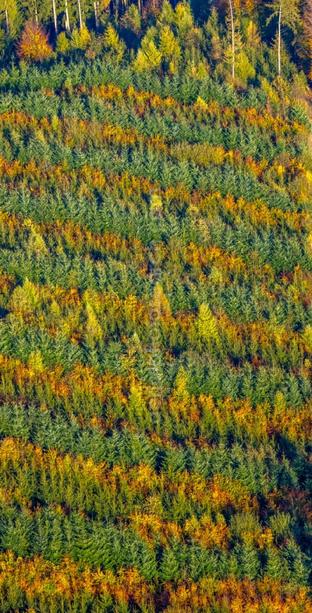 Aerial image Meschede - Autumnal discolored vegetation view treetops in a forest area in Meschede in the state North Rhine-Westphalia, Germany