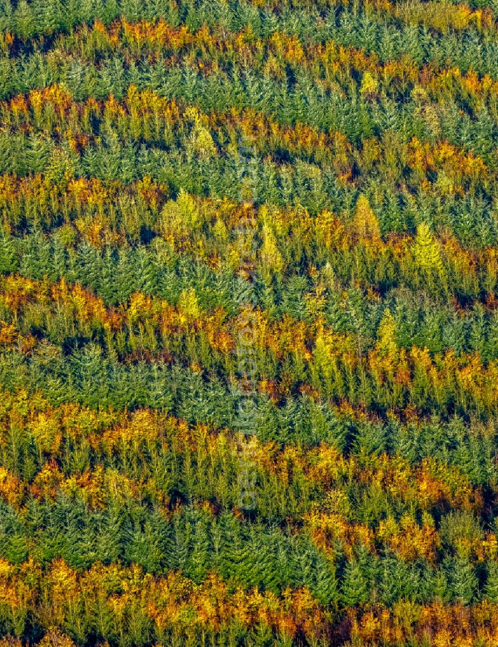 Aerial photograph Meschede - Autumnal discolored vegetation view treetops in a forest area in Meschede in the state North Rhine-Westphalia, Germany