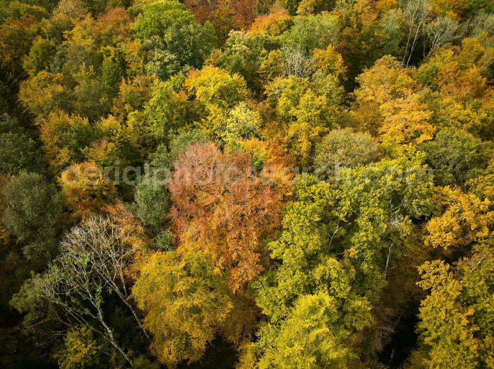 Wiesensteig from the bird's eye view: Autumnal colored vegetation view of deciduous and mixed forest treetops in a forest area on the road Heidentalweg in Wiesensteig Swabian Alb in the state of Baden-Wuerttemberg, Germany