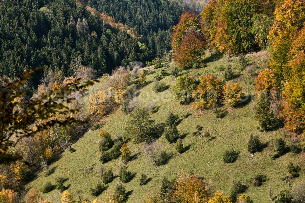 Wiesensteig from the bird's eye view: Autumnal colored vegetation view of deciduous and mixed forest treetops in a forest area on the road Heidentalweg in Wiesensteig Swabian Alb in the state of Baden-Wuerttemberg, Germany