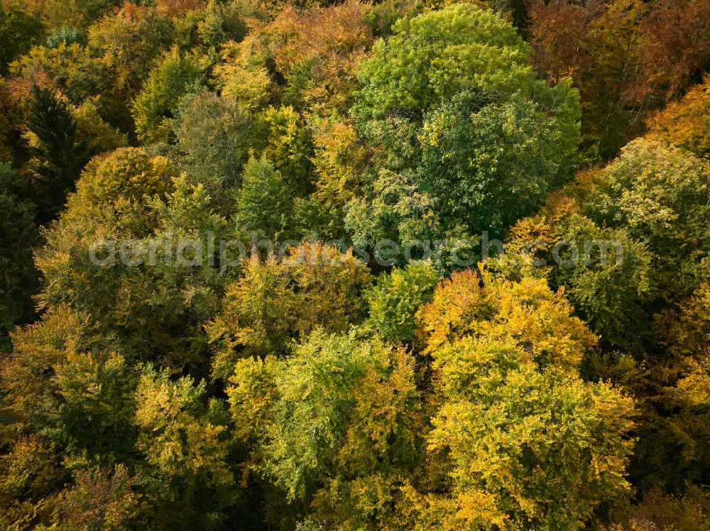 Aerial photograph Wiesensteig - Autumnal colored vegetation view of deciduous and mixed forest treetops in a forest area on the road Heidentalweg in Wiesensteig Swabian Alb in the state of Baden-Wuerttemberg, Germany