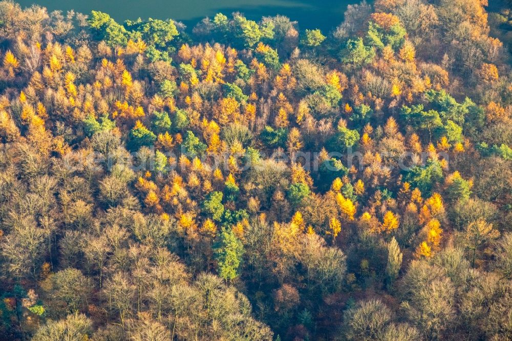 Aerial image Haltern am See - Autumnal discolored vegetation view lake Island in Halterner Stausee in Haltern am See in the state North Rhine-Westphalia, Germany