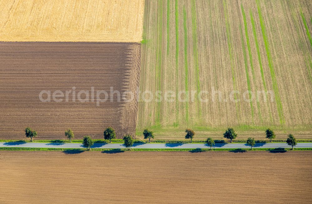 Aerial photograph Wickede (Ruhr) - Autumnal discolored vegetation view structures on agricultural fields in Wickede (Ruhr) at Sauerland in the state North Rhine-Westphalia, Germany