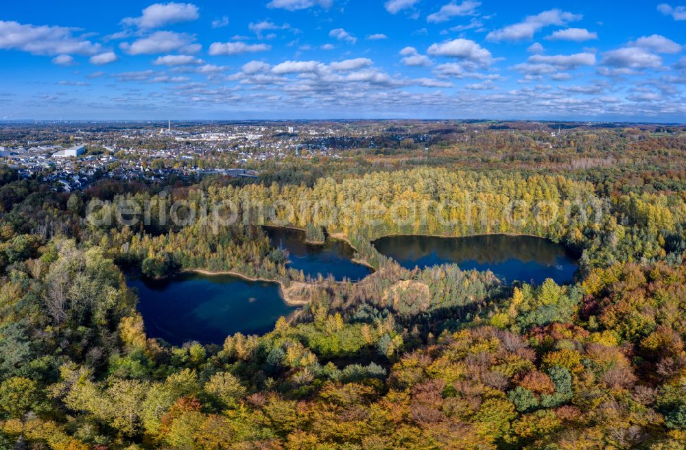 Bergisch Gladbach from the bird's eye view: Autumnal discolored vegetation view open pit re cultivation on the shores of the lake Grube Cox on street Helene-Stoecker-Strasse in Bergisch Gladbach in the state North Rhine-Westphalia, Germany