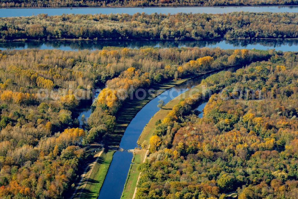 Aerial photograph Rheinhausen - Autumnal discolored vegetation view Riparian areas along the river mouth of Leopoldskanal to river rhine in Rheinhausen in the state Baden-Wurttemberg, Germany