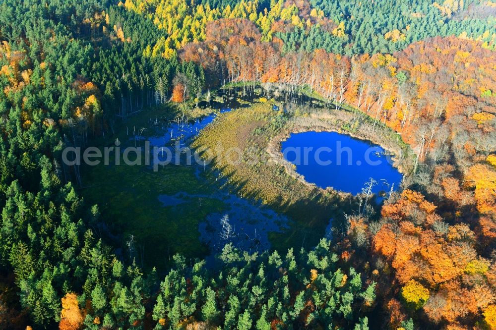 Aerial image Carpin - Autumnal discolored vegetation view Forests on the shores of Lake Schwarzer See in Carpin in the state Mecklenburg - Western Pomerania, Germany