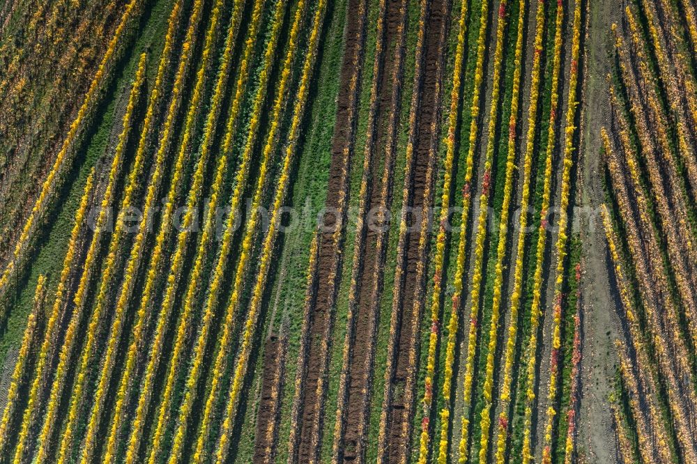 Donnersdorf from the bird's eye view: Autumnal discolored vegetation view fields of wine cultivation landscape in Donnersdorf in the state Bavaria, Germany