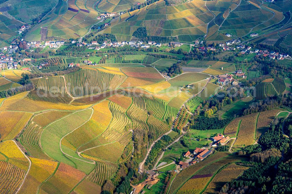 Aerial image Durbach - Autumnal discolored vegetation view fields of wine cultivation landscape in Durbach in the state Baden-Wuerttemberg, Germany