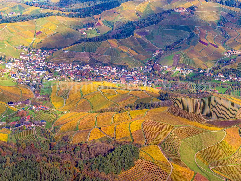 Durbach from above - Autumnal discolored vegetation view fields of wine cultivation landscape in Durbach in the state Baden-Wuerttemberg, Germany