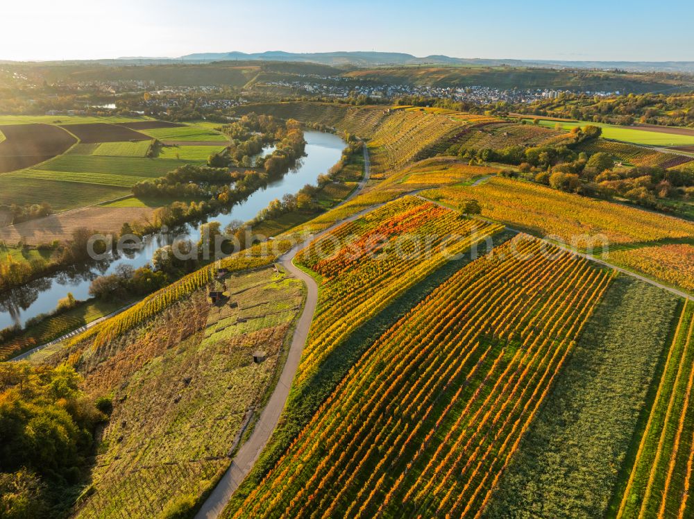 Mundelsheim from above - Autumnal discolored vegetation view fields of a vineyard and vine landscape of the winegrowing areas on the Neckar loop in Mundelsheim Neckartal in the state of Baden-Wuerttemberg, Germany