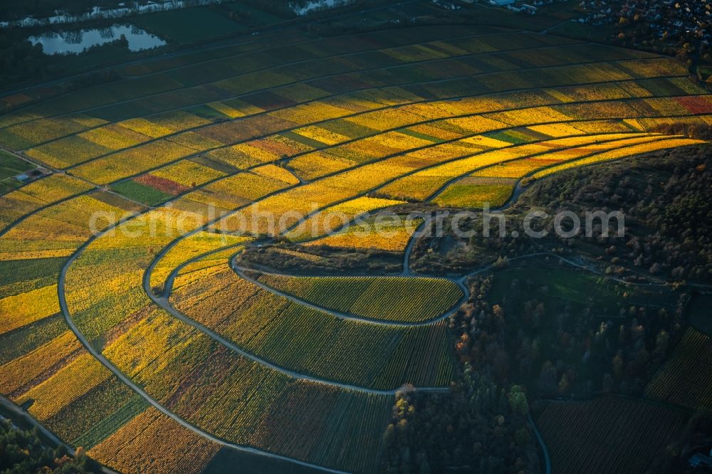 Aerial photograph Thüngersheim - Autumnal discolored vegetation view fields of wine cultivation landscape in Thuengersheim in the state Bavaria, Germany