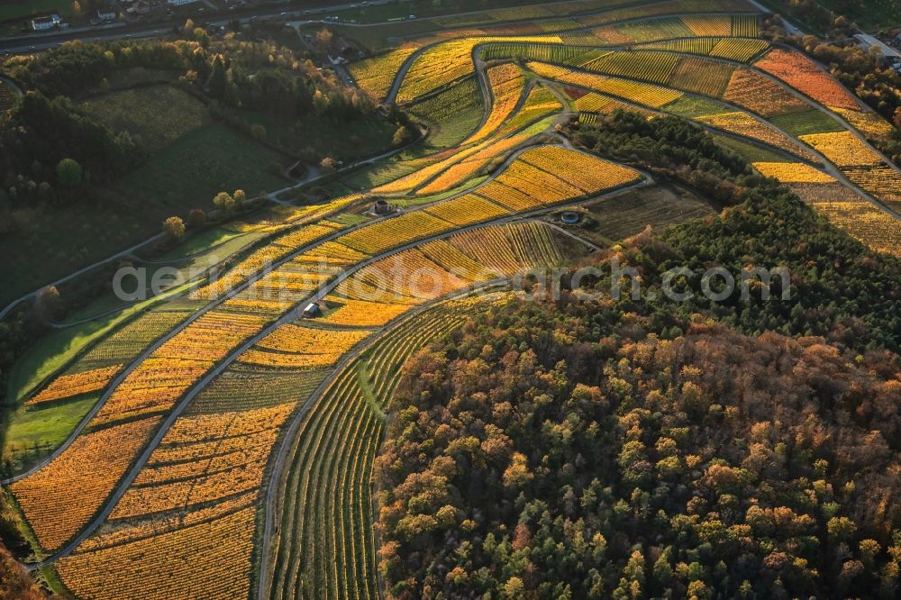 Aerial image Thüngersheim - Autumnal discolored vegetation view fields of wine cultivation landscape on the banks of the Main river in Thuengersheim in the state Bavaria, Germany